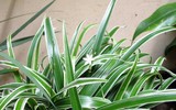 [ẢNH] Những loại cây xanh tuyệt vời nên trồng trong phòng ngủ