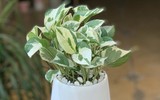 [ẢNH] Những loại cây xanh tuyệt vời nên trồng trong phòng ngủ