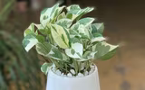 [ẢNH] Những loại cây xanh tuyệt vời nên trồng trong phòng ngủ