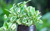 [ẢNH] Những loại cây xanh tuyệt vời nên trồng trong phòng ngủ