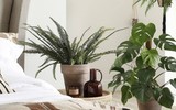 [ẢNH] Những loại cây xanh tuyệt vời nên trồng trong phòng ngủ
