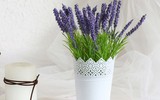 [ẢNH] Những loại cây xanh tuyệt vời nên trồng trong phòng ngủ