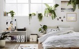 [ẢNH] Những loại cây xanh tuyệt vời nên trồng trong phòng ngủ