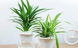 [ẢNH] Những loại cây xanh tuyệt vời nên trồng trong phòng ngủ