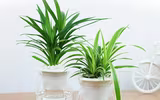 [ẢNH] Những loại cây xanh tuyệt vời nên trồng trong phòng ngủ
