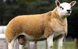 [ẢNH] Chiêm ngưỡng những con vật có giá đắt đỏ nhất hành tinh