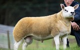 [ẢNH] Chiêm ngưỡng những con vật có giá đắt đỏ nhất hành tinh