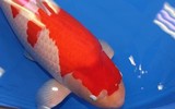 [ẢNH] Chiêm ngưỡng những con vật có giá đắt đỏ nhất hành tinh