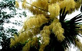 [ẢNH] Điểm danh những loài cây 