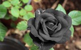 [ẢNH] Chiêm ngưỡng những loài hoa hồng quyến rũ nhất thế giới
