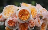 [ẢNH] Chiêm ngưỡng những loài hoa hồng quyến rũ nhất thế giới