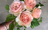 [ẢNH] Chiêm ngưỡng những loài hoa hồng quyến rũ nhất thế giới