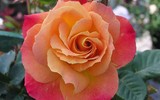 [ẢNH] Chiêm ngưỡng những loài hoa hồng quyến rũ nhất thế giới