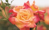[ẢNH] Chiêm ngưỡng những loài hoa hồng quyến rũ nhất thế giới
