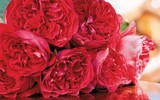 [ẢNH] Chiêm ngưỡng những loài hoa hồng quyến rũ nhất thế giới