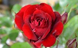 [ẢNH] Chiêm ngưỡng những loài hoa hồng quyến rũ nhất thế giới