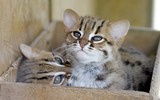 [ẢNH] Top 8 loài động vật “hiếm có, khó tìm” trên thế giới