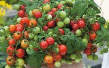 [ẢNH] Lạc vào thế giới tí hon với loạt rau củ quả có kích cỡ siêu nhỏ
