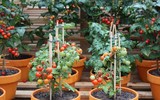 [ẢNH] Lạc vào thế giới tí hon với loạt rau củ quả có kích cỡ siêu nhỏ