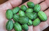 [ẢNH] Lạc vào thế giới tí hon với loạt rau củ quả có kích cỡ siêu nhỏ