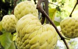 [ẢNH] Những loại trái cây mà người đang giảm cân nên tránh 