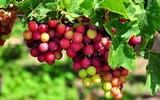 [ẢNH] Những loại trái cây mà người đang giảm cân nên tránh 