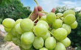 [ẢNH] Những loại trái cây mà người đang giảm cân nên tránh 
