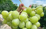 [ẢNH] Những loại trái cây mà người đang giảm cân nên tránh 