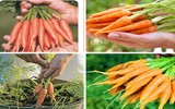[ẢNH] Lạc vào thế giới tí hon với loạt rau củ quả có kích cỡ siêu nhỏ