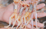 [ẢNH] Những đặc sản nức tiếng có tên gọi “độc nhất vô nhị” tại Việt Nam