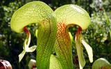 [ẢNH] Chiêm ngưỡng những loài cây ‘ăn’ thịt kỳ lạ nhất thế giới