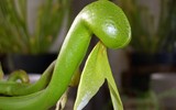 [ẢNH] Chiêm ngưỡng những loài cây ‘ăn’ thịt kỳ lạ nhất thế giới