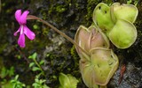 [ẢNH] Chiêm ngưỡng những loài cây ‘ăn’ thịt kỳ lạ nhất thế giới