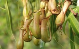 [ẢNH] Chiêm ngưỡng những loài cây ‘ăn’ thịt kỳ lạ nhất thế giới