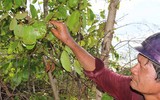 [ẢNH] 'Choáng' với những món ăn độc lạ từ loài kiến không phải ai cũng dám thử