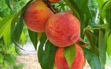 [ẢNH] Tuyệt chiêu giúp bóc vỏ củ quả chỉ trong nháy mắt