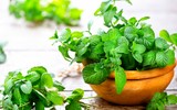[ẢNH] Những loài cây chữa bệnh ‘nhất định phải có’ trong vườn nhà bạn