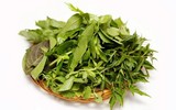[ẢNH] Những loài cây chữa bệnh ‘nhất định phải có’ trong vườn nhà bạn