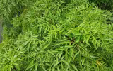 [ẢNH] Những loài cây chữa bệnh ‘nhất định phải có’ trong vườn nhà bạn