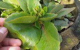 [ẢNH] Những loài cây chữa bệnh ‘nhất định phải có’ trong vườn nhà bạn