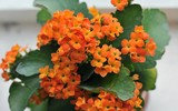 [ẢNH] Những loài cây chữa bệnh ‘nhất định phải có’ trong vườn nhà bạn
