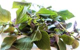[ẢNH] Những loài cây chữa bệnh ‘nhất định phải có’ trong vườn nhà bạn