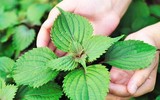 [ẢNH] Những loài cây chữa bệnh ‘nhất định phải có’ trong vườn nhà bạn