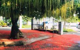 [ẢNH] Những loài cây chữa bệnh ‘nhất định phải có’ trong vườn nhà bạn
