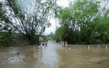 [ẢNH] Cảnh tượng tại Huế: Mưa lớn dồn dập, phố như sông, cây xanh ngã đổ 