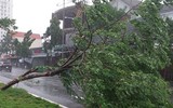 [ẢNH] Cảnh tượng tại Huế: Mưa lớn dồn dập, phố như sông, cây xanh ngã đổ 