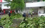 [ẢNH] Cảnh tượng tại Huế: Mưa lớn dồn dập, phố như sông, cây xanh ngã đổ 