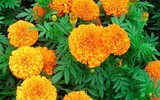 [ẢNH] 12 loại cây đẹp vừa khiến kiến ba khoang ‘khiếp vía’ biến khỏi nhà bạn