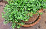 [ẢNH] 12 loại cây đẹp vừa khiến kiến ba khoang ‘khiếp vía’ biến khỏi nhà bạn