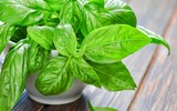 [ẢNH] 12 loại cây đẹp vừa khiến kiến ba khoang ‘khiếp vía’ biến khỏi nhà bạn